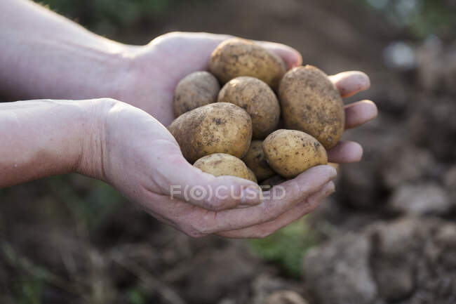 Mains tenant des pommes de terre fraîchement récoltées — Photo de stock