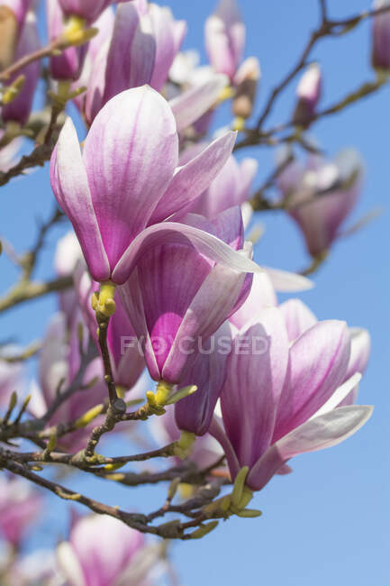 Magnolia florecen ramas en frente de un cielo azul - foto de stock