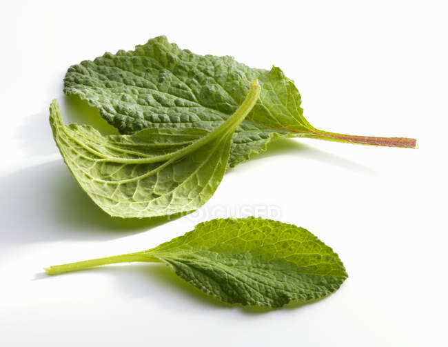 Nahaufnahme von köstlichen drei Borretsch-Blättern auf weißem Hintergrund — Stockfoto