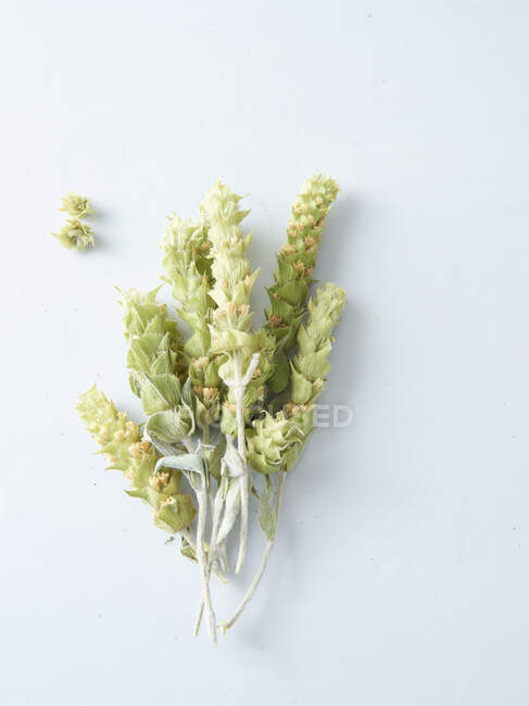 Folhas verdes de uma fábrica em um contexto branco — Fotografia de Stock
