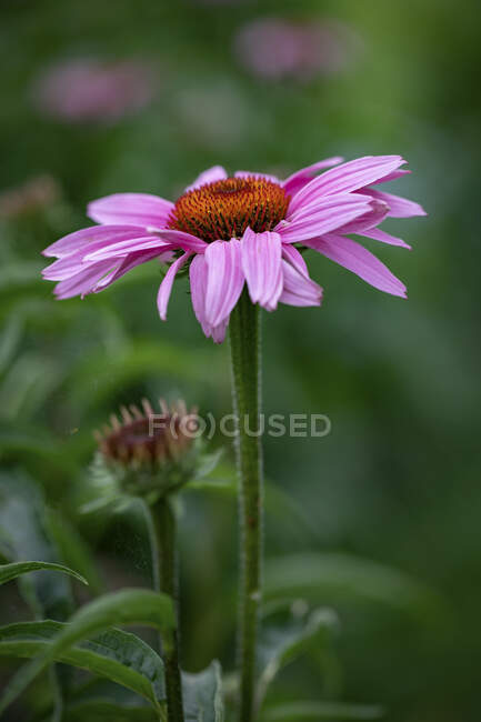 Pink Echinacea flower on green background — Stock Photo