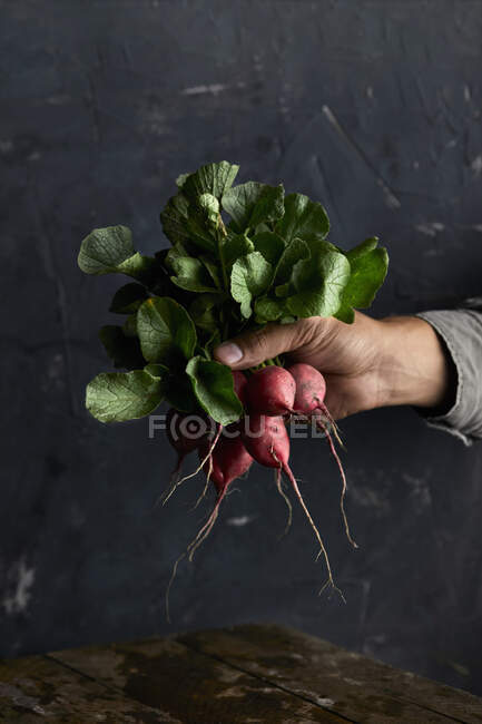 Tenant à la main des radis fraîchement cueillis — Photo de stock