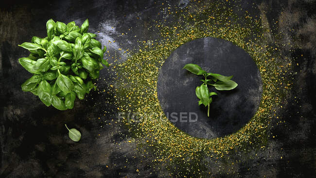 Close-up shot of delicious Basil, top view — Stock Photo
