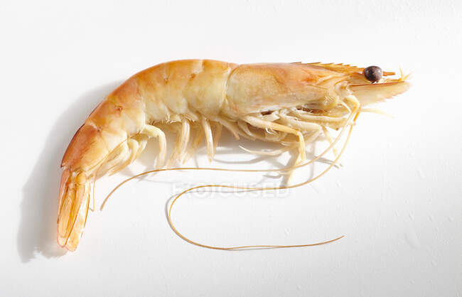 Cooked prawn on a white surface — Stock Photo