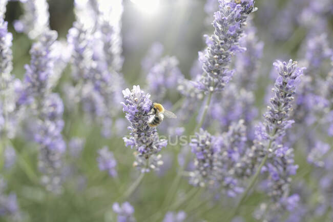 Belles fleurs de lavande pourpre avec abeille — Photo de stock