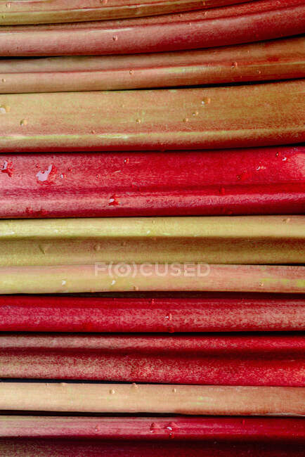 Rhubarb with drops of water - foto de stock