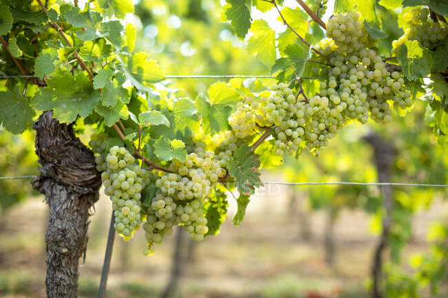 Виноград, растущий на виноградниках, окруженный зелеными листьями — стоковое фото