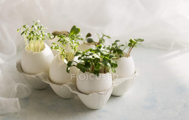 Microgreens no conceito de cascas de ovos, primavera e Páscoa — Fotografia de Stock
