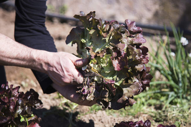 Freshly harvested red oak leaf lettuce — Foto stock