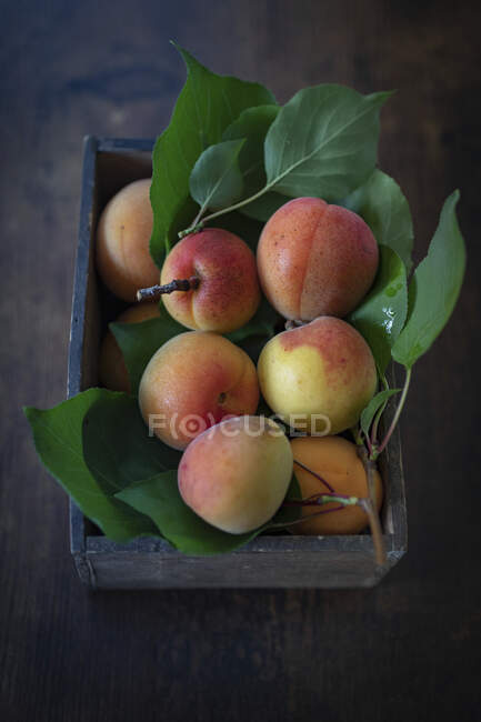 Abricots Wachau aux feuilles vertes dans une caisse en bois — Photo de stock