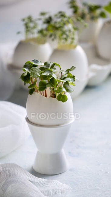 Microgreens en las cáscaras de huevo, primavera y Pascua concepto - foto de stock