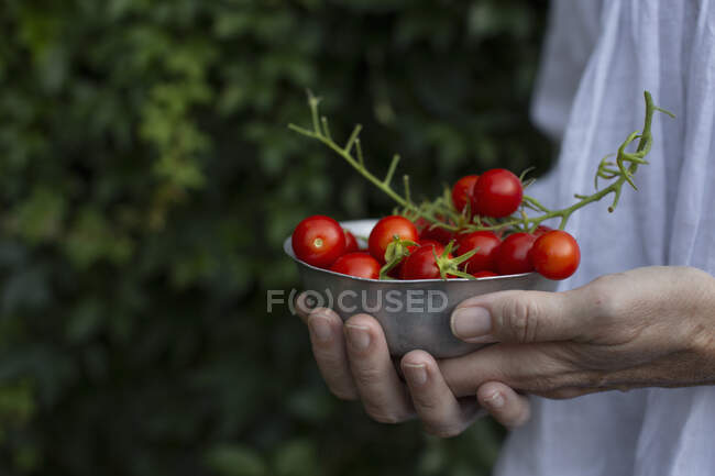 Mani che tengono una piccola ciotola con pomodorini freschi — Foto stock