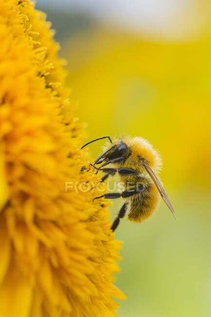 Una abeja en un girasol - foto de stock