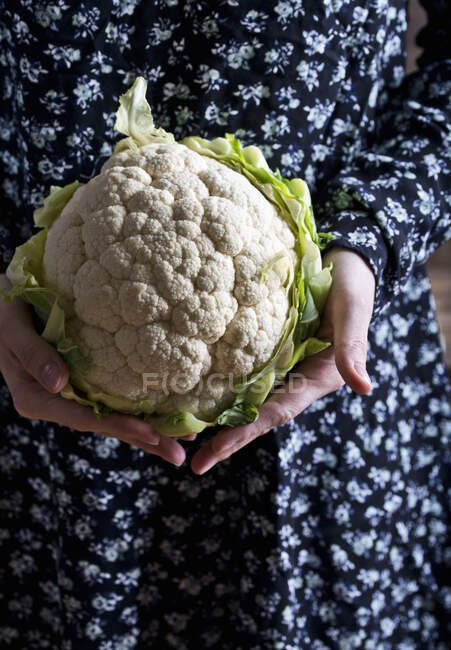 Fresh cauliflower in human hands — Stock Photo