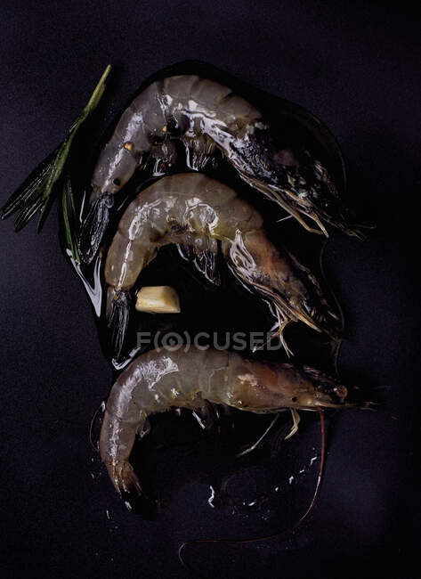 Сырые креветки на черной поверхности с розмарином и оливковым маслом — стоковое фото