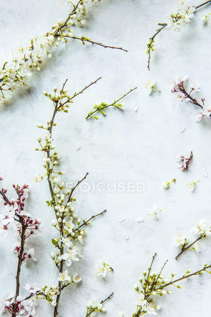 Branches de printemps avec des fleurs sur la surface de marbre blanc — Photo de stock