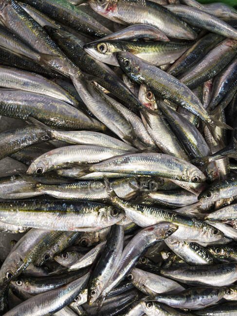 Anchovas em um mercado de peixe (tela cheia) — Fotografia de Stock