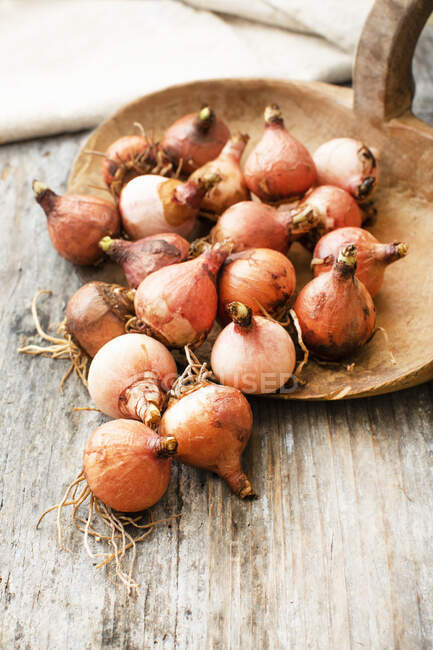 Fresh lampascioni (grape hyacinth onions), specialty from Puglia — Stock Photo