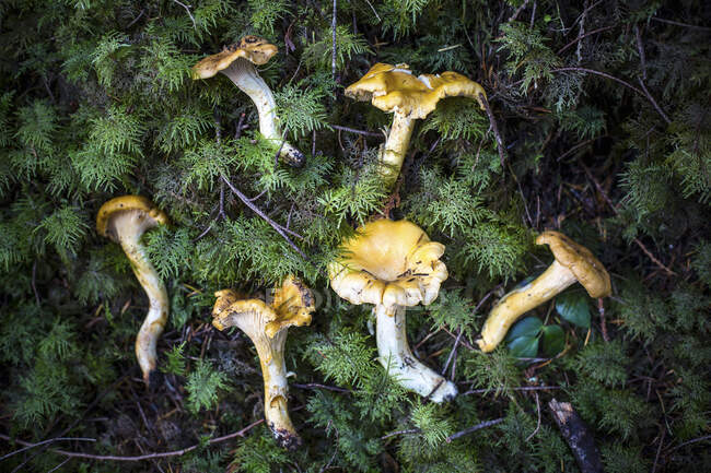 Свежесобранные грибы кантереллы на земле в лесу — стоковое фото
