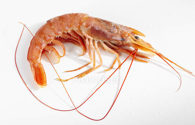 Argentinian red shrimp on a white surface — Stock Photo