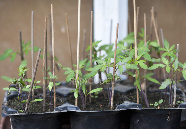 Tomatoes seedlings in the greenhouse — Stock Photo