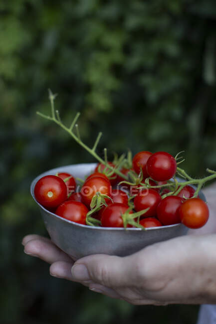 Hands holding a small bowl with fresh cherry tomatoes — Stock Photo