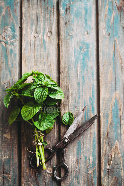 Свежая мята с винтажными ножницами на деревенском деревянном фоне — стоковое фото