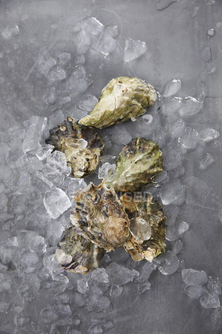Fresh oysters on crushed ice — Stock Photo