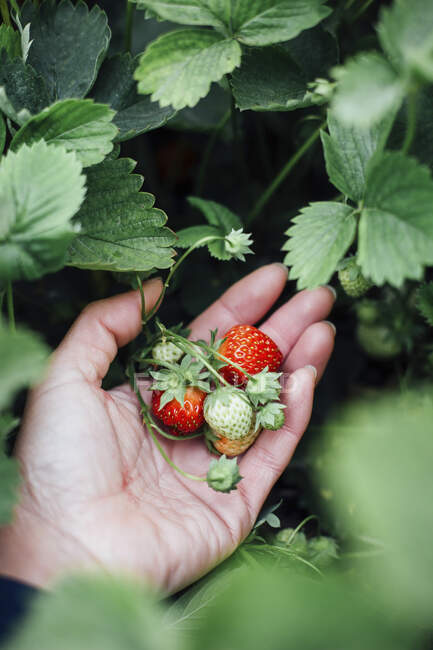 Strawberries, closeup shot with green leaves — Stock Photo