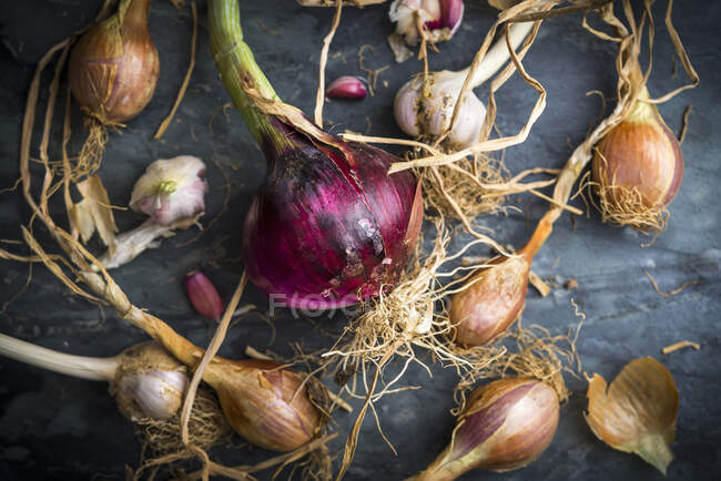 Frisch gepflückte Schalotten und rote Zwiebeln — Stockfoto