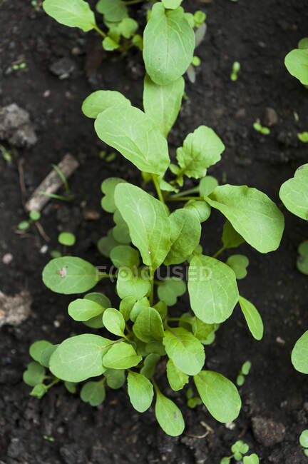 Crescere foglie di insalata nel terreno, primo piano colpo — Foto stock