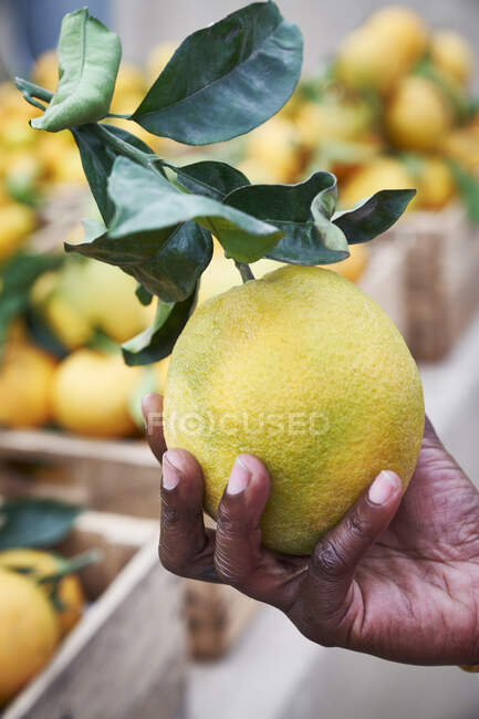 Mano sosteniendo limón orgánico en el mercado de agricultores - foto de stock