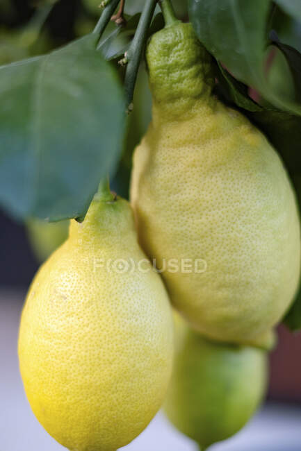 Lemons on the branch — Stock Photo
