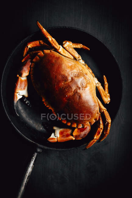 Crabe bouilli, gros plan — Photo de stock