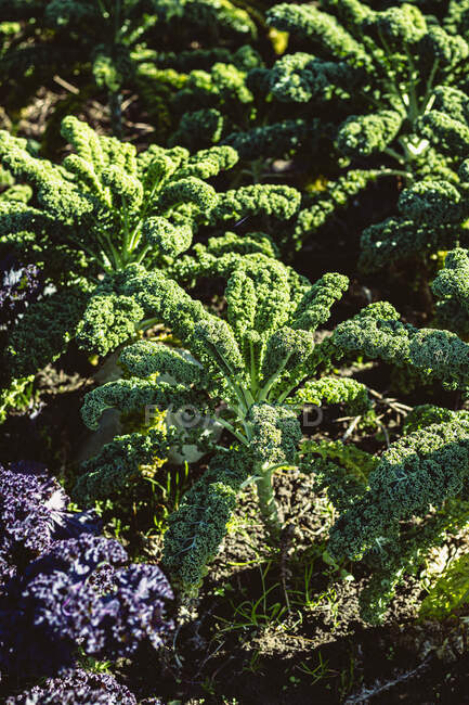 Feuilles vertes d'une plante dans le jardin — Photo de stock