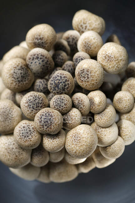 Close-up de deliciosos cogumelos Enoki — Fotografia de Stock