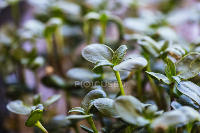 Green leaves of a plant in the garden — Stock Photo