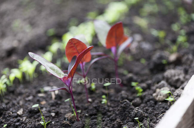 Red orach in the greenhouse — Stock Photo