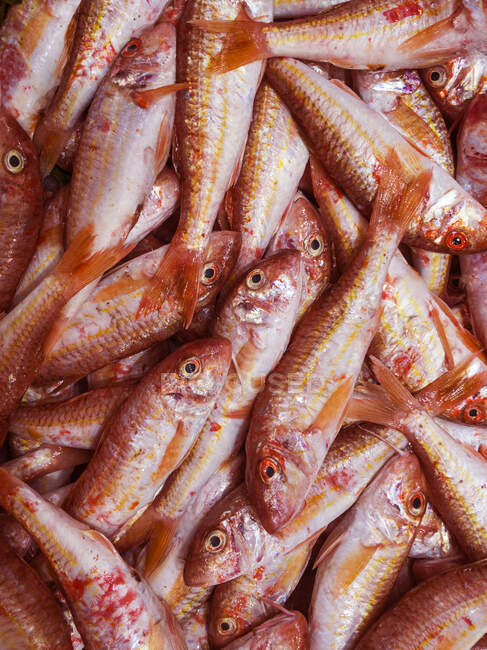 Pila de pescado fresco, tiro de cerca - foto de stock