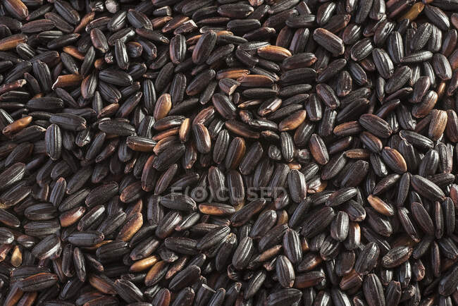 Black venere rice close up — Stock Photo