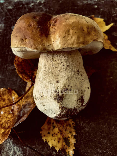 Fresh porcini mushroom with autumnal leaves — Stock Photo