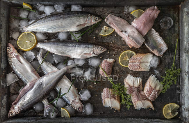 Vários peixes em uma panela de estanho com cubos de gelo — Fotografia de Stock