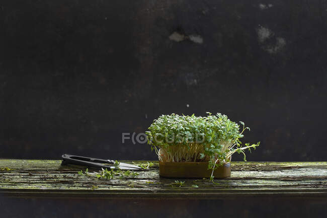 Fresh cress in a dish with scissors on a wooden plank — Stock Photo