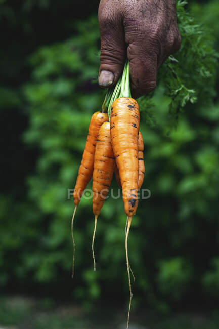 Mão de jardineiro que mantém cenouras colhidas frescas — Fotografia de Stock
