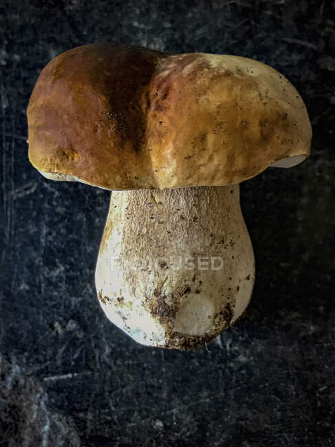 Cogumelo fresco de cep na superfície de pedra — Fotografia de Stock