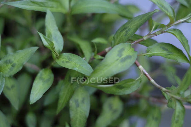 Folhas de ervas culinárias verdes crescendo em hastes — Fotografia de Stock