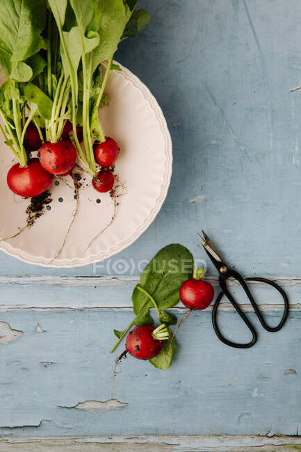 Fresh radishes on a plate against a blue wooden background — Stock Photo