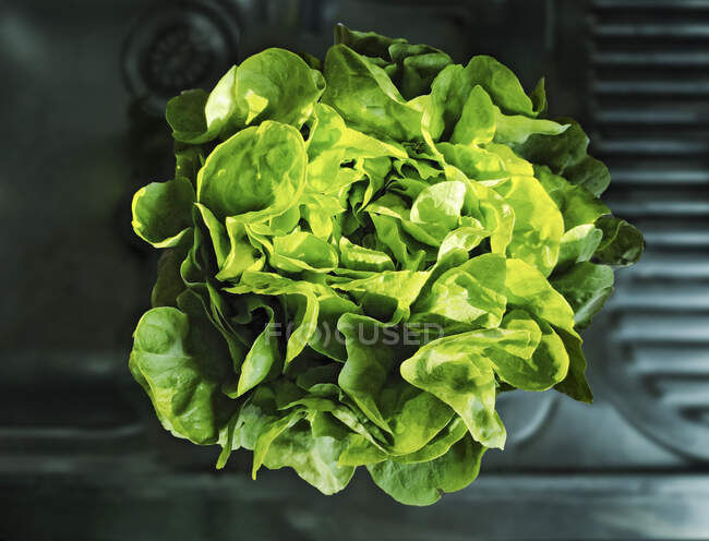 Lattuga verde lussureggiante fresca nel lavandino — Foto stock