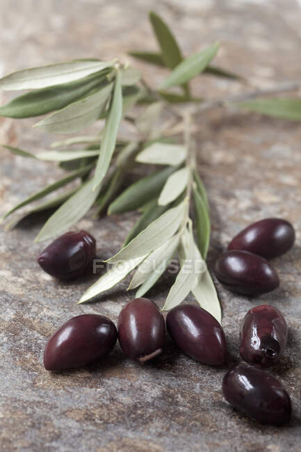 Aceitunas negras y ramas de olivo - foto de stock