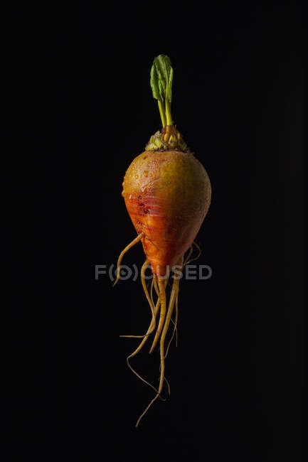 A yellow beet against a black background — Stock Photo
